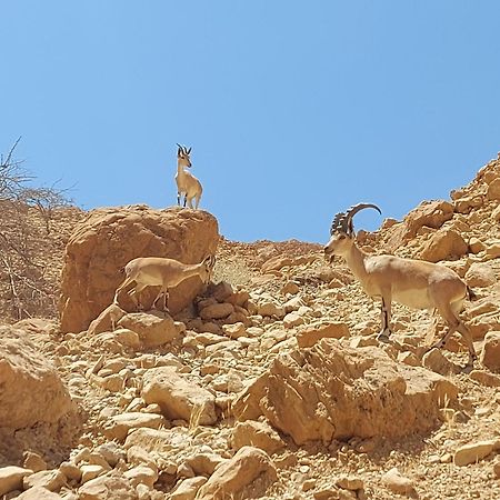 Unique&Warmy Place In The Dead Sea Avnat Exterior foto