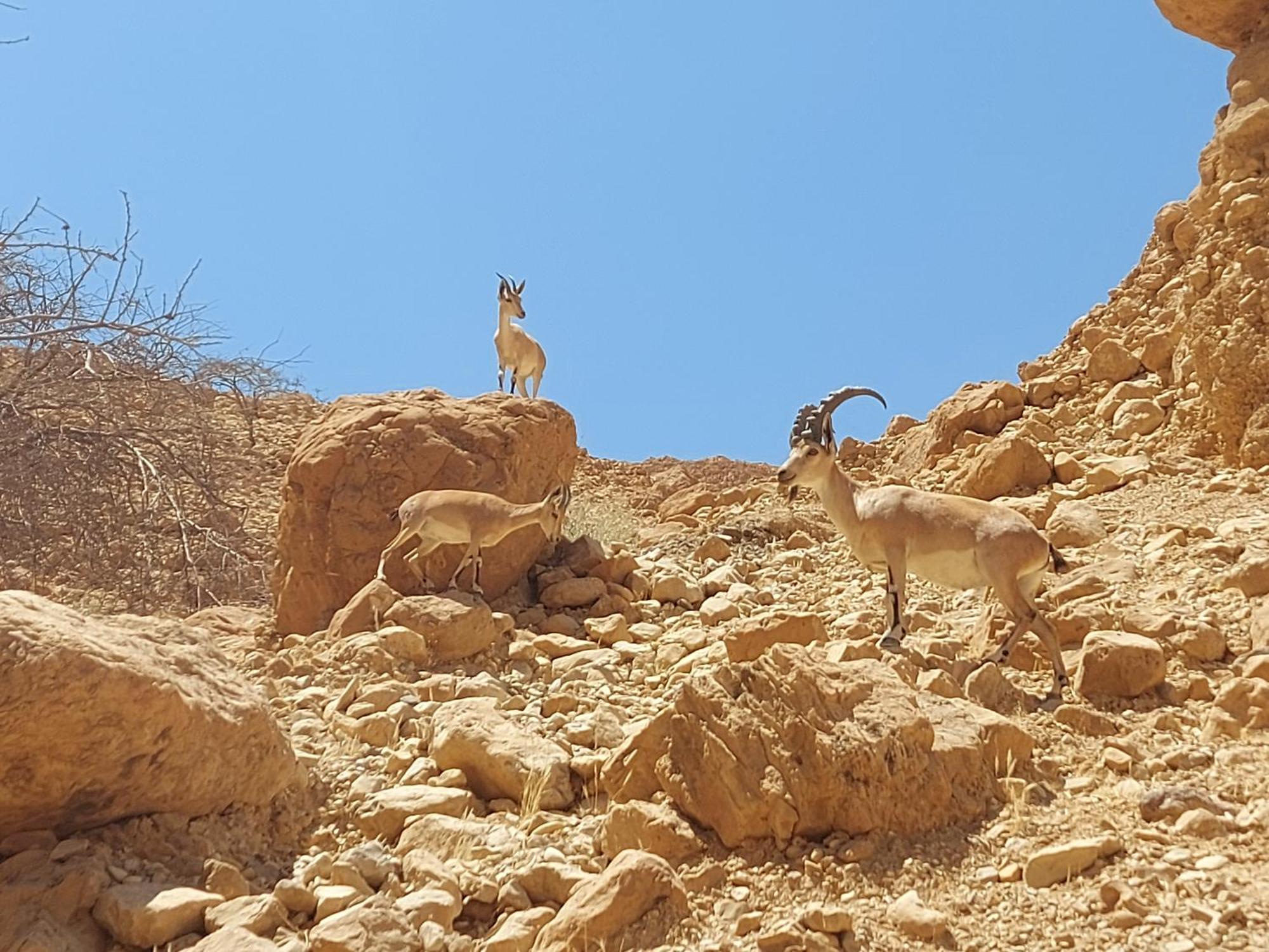 Unique&Warmy Place In The Dead Sea Avnat Exterior foto